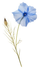 PNG  Real Pressed a Blue flax flower petal plant herb.