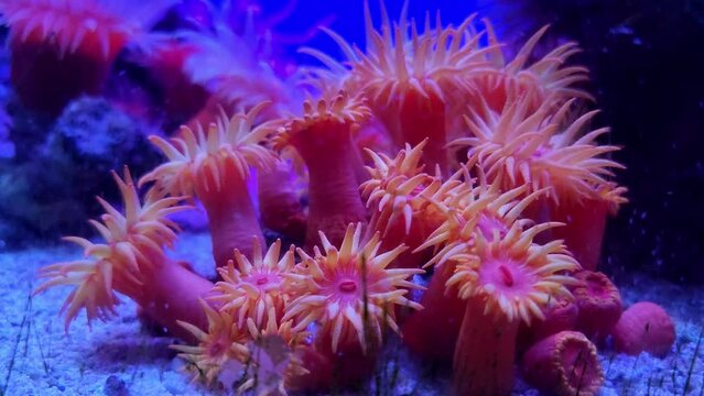 Beautiful pink corals underwater close up in blue water. Underwater world.