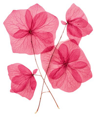 PNG  Real Pressed a bougainvillea flowers petal plant leaf.