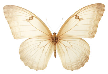 PNG  Real Pressed a Butterfly butterfly animal insect.