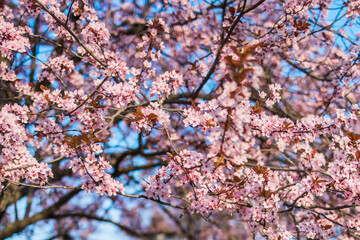 Selective focus of beautiful branches of pink Cherry blossom on the tree under blue sky, Beautiful Sakura flowers during spring season in the park, Nature floral background with copy space. Blooming