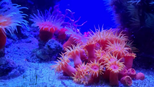 Beautiful pink corals underwater close up in blue water. Underwater world.
