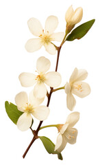 PNG  Real Pressed a Jasmine flower blossom plant.