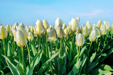 Beautiful flowers tulips against the sky (relaxation, special, exclusive, alternative - concept)