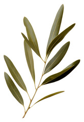 Fototapeta premium PNG Real Pressed a olive leaf plant herbs tree.