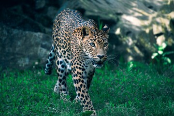 Portrait of a beautiful spotted leopard