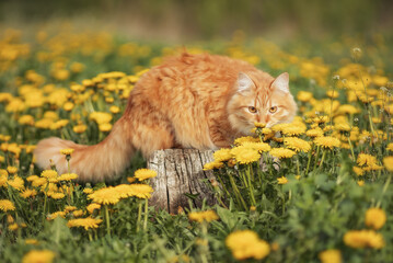 A photo of a red cat in a field with blooming dandelions.