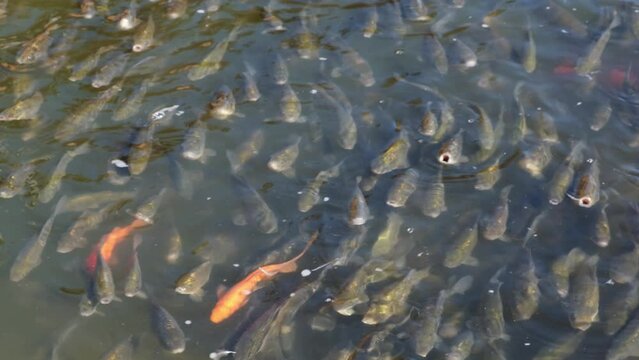 There are a lot of fish swimming in the pond. The idea of fish farming. High quality 4k footage
