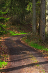 Obraz premium path in the woods
