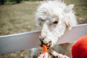 Fototapeta premium Cute farm animals. Pet care concept. Funny llama.