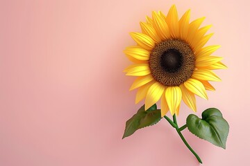 Bright Sunflower Against a Soft Pink Background