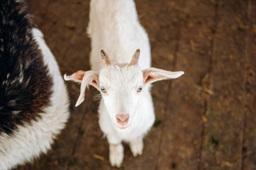Cute farm animals. Pet care concept. Funny goat