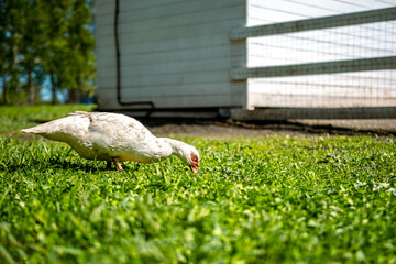 chickens in farm