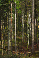 pine forest in the morning