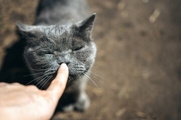 Cute cat in good quality close-up. The concept of caring and loving pets.