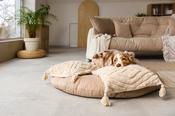 Cute fluffy Australian Shepherd dog with pet bed and cushions in living room