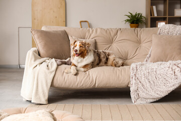 Cute fluffy Australian Shepherd dog sitting on sofa in living room