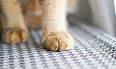close-up view of a cat's paw