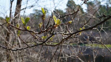 yellow leaves on the tree