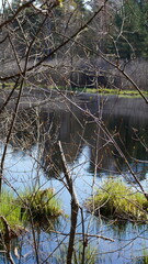 tree in the swamp