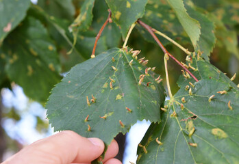 Lime nail gall mite diseases of linden leaves tree.  Lime gall red tree disease.