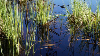 reeds in the water