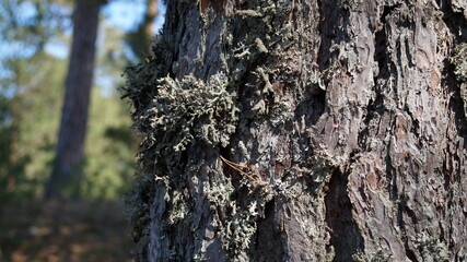 tree trunk with moss