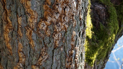 tree bark texture