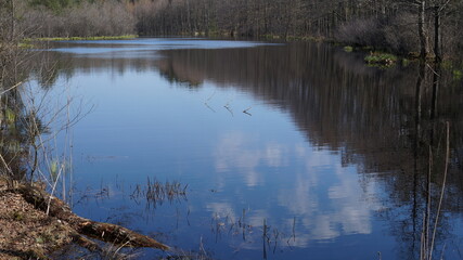 reflection of trees in water