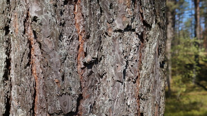 old tree bark