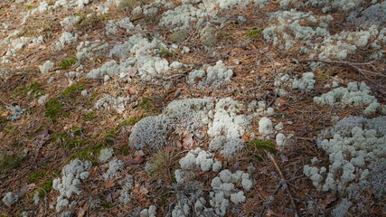 moss on the stone
