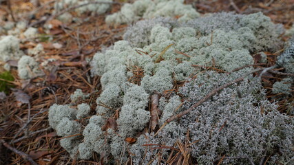 lichen on a rock