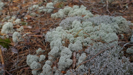 close up of moss on the rock