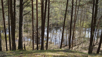 forest in the morning