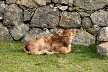 Young Limousin calf . poking his tongue out, resting near a drystone wall on the crofting Isle of...