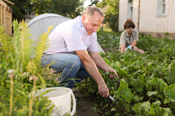 Couple of mature gardeners working at land in garden - 807813041
