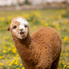 Funny brown alpaca looking at the camera in the field