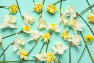 Composition with daffodil flowers on turquoise background. Top view