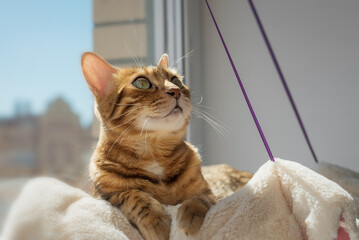 Cute Bengal cat resting on a cat bed near the window at home. - obrazy, fototapety, plakaty