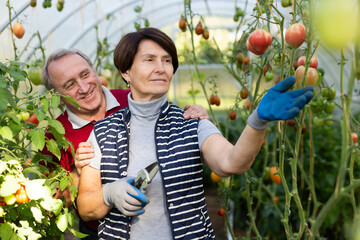 Elderly man and woman picking ripe tomatoes together in greenhouse