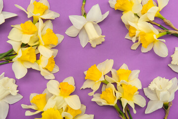 Composition with daffodil flowers on purple background. Top view
