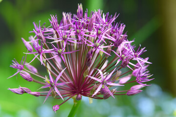 close up of a bulb of a purple allium flower  in the garden 