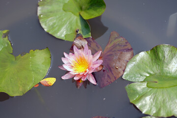 pink water lily in pond,Lotus