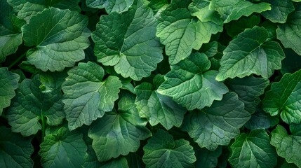 Lush Green Patchouli Plant Leaves: Vibrant Botanical Background
