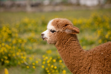 Fototapeta premium Portrait of an cute alpaca seen in profile in the field.