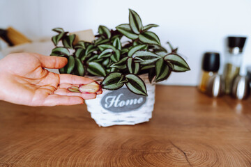 houseplant with striped leaves, tradescantia with red leaves, care