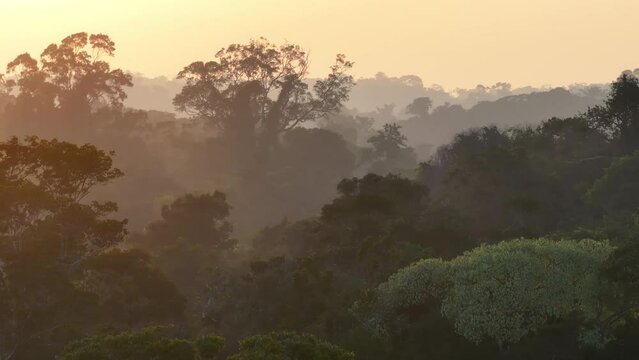 Breathtaking Aerial view of sunlight piercing through the jungle.