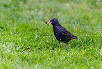 European Starling bird "Sturnus vulgaris", in breeding adult plumage, feeding in garden with worm in beak. Isolated against green background. Dublin, Ireland