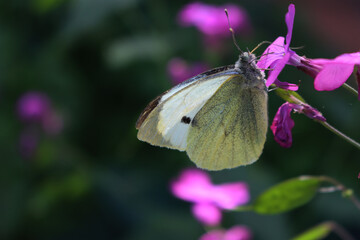 European Large Cabbage White butterfly feeding on a pink  Honesty or Lunaria annua flower