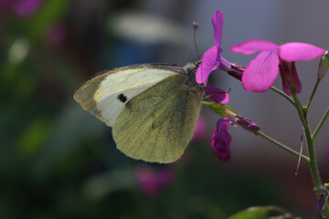 European Large Cabbage White butterfly feeding on a pink  Honesty or Lunaria annua flower